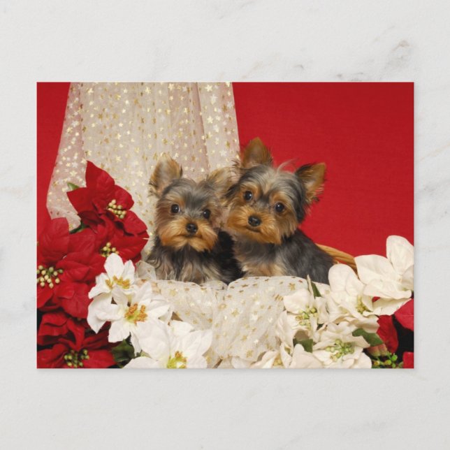 Postal Cachorros Yorkie con Poinsettias (Anverso)