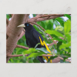 Postal Cacique rubia