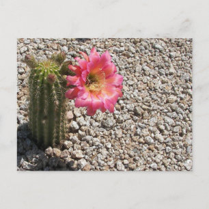 Postal Cacti Bloom