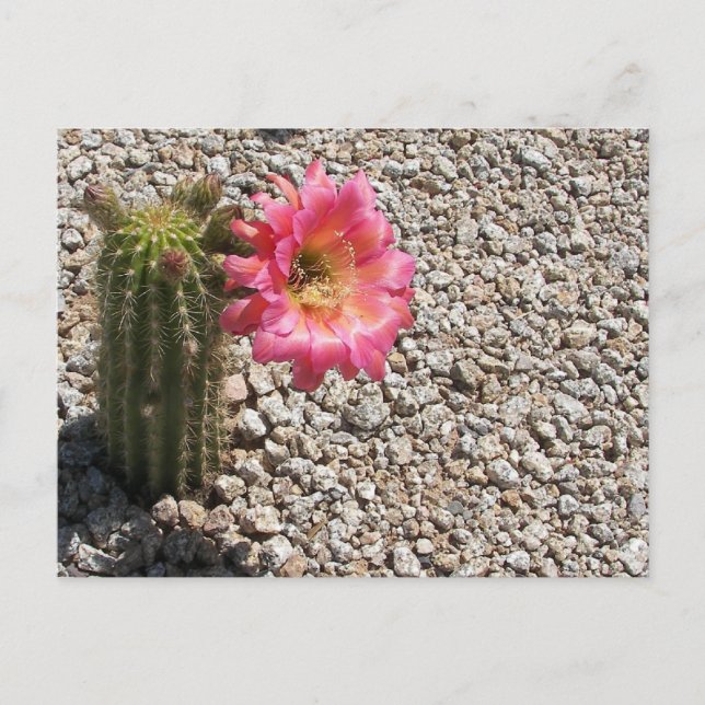 Postal Cacti Bloom (Anverso)