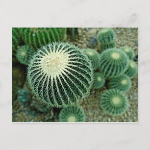 Postal Cacti postre