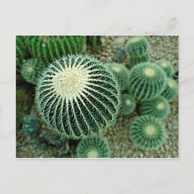 Postal Cacti postre (Anverso)