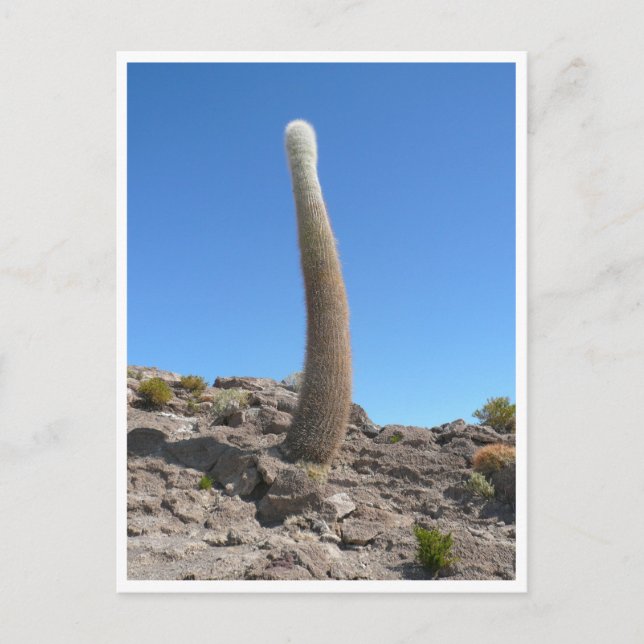 Postal cacti uyuni arriba (Anverso)