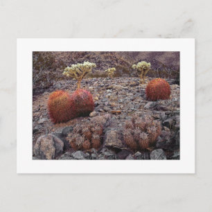 Postal " Cacti Variety Pack "