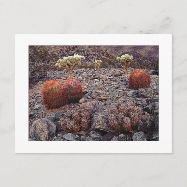 Postal " Cacti Variety Pack " (Anverso)