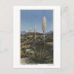 Postal Cacti Yucca en flor en el desierto