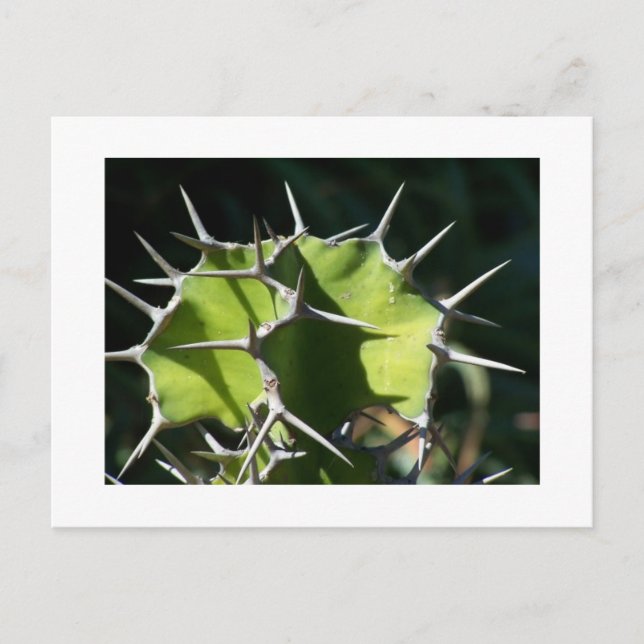 Postal Cactus (Anverso)