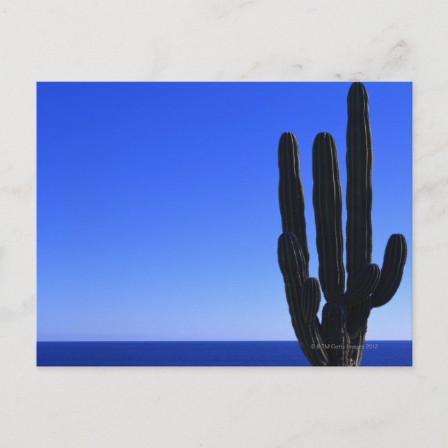 Postal Cactus (Anverso)