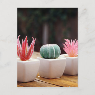 Postal Cactus