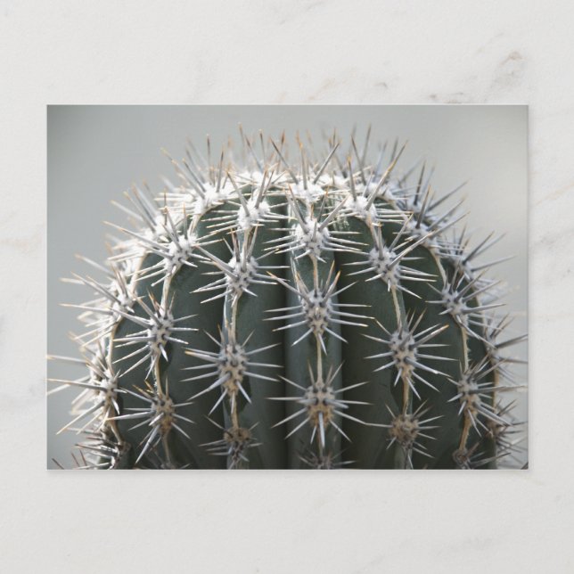 Postal Cactus (Anverso)