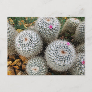 Postal Cactus