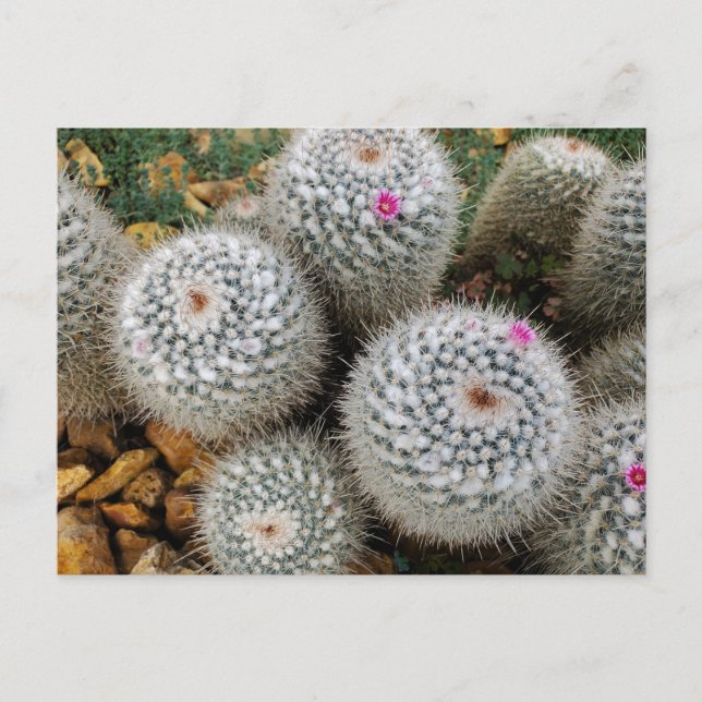 Postal Cactus (Anverso)