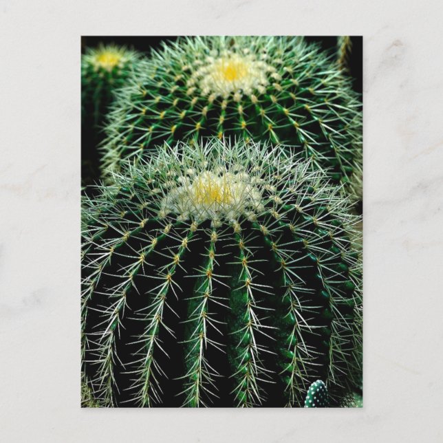 Postal Cactus (Anverso)