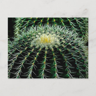Postal Cactus