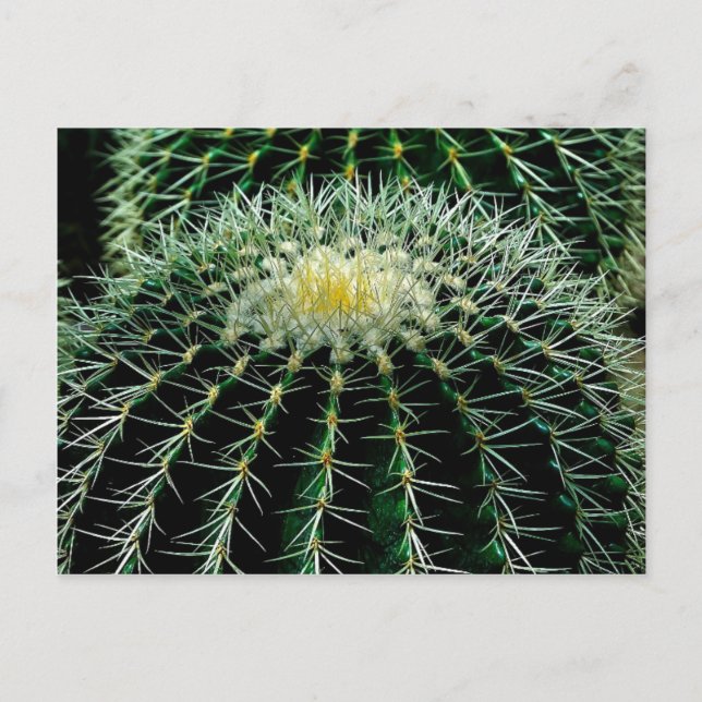 Postal Cactus (Anverso)