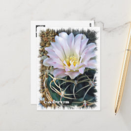 Postal Cactus ポストカード