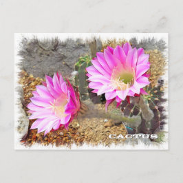 Postal Cactus ポストカード