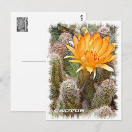 Postal Cactus ポストカード