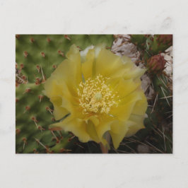 Postal Cactus Amarillo en Flor