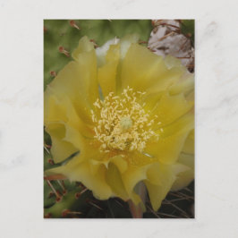 Postal Cactus Amarillo en Flor