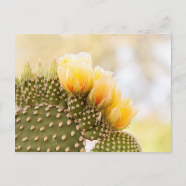 Postal Cactus amarillos florecen en Arizona (Anverso)