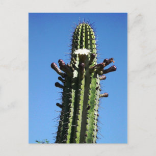 Postal Cactus, Batopilas, Cañón de Cobre, México