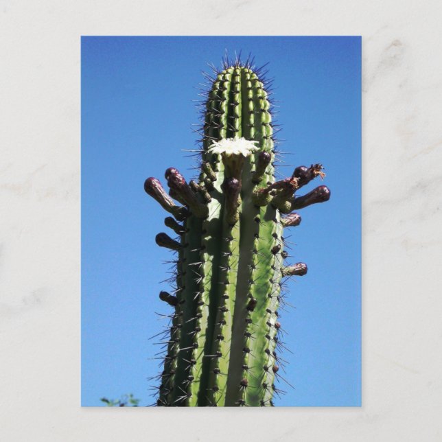 Postal Cactus, Batopilas, Cañón de Cobre, México (Anverso)