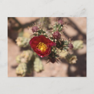 Postal Cactus Bloom