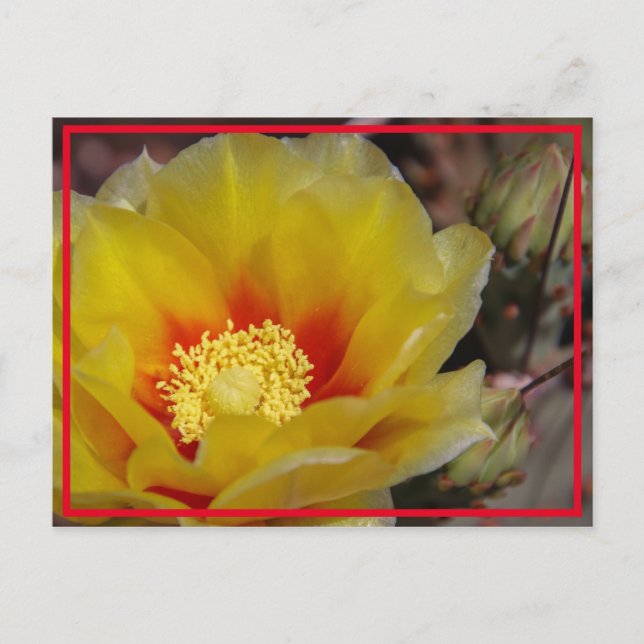Postal Cactus Bloom (Anverso)