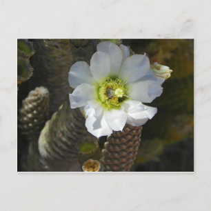 Postal Cactus Bloom