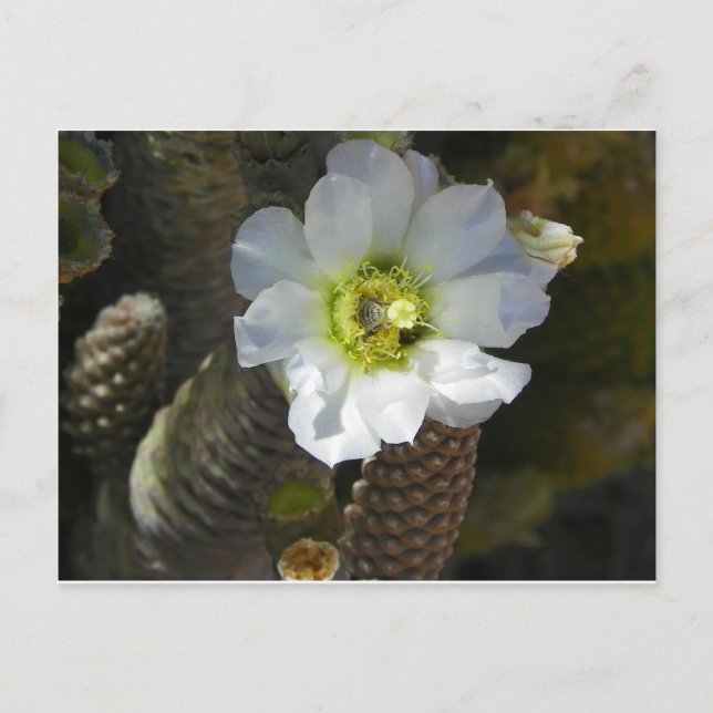 Postal Cactus Bloom (Anverso)