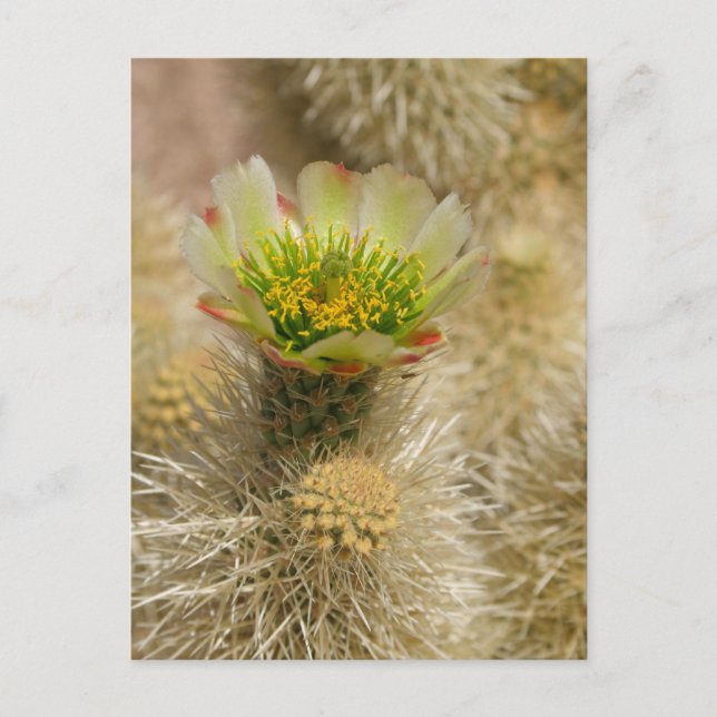 Postal Cactus Bloom (Anverso)