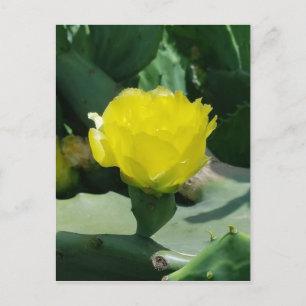 Postal Cactus Bloom