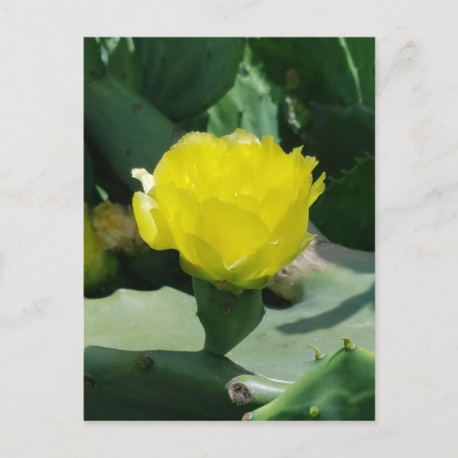 Postal Cactus Bloom (Anverso)