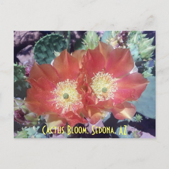 Postal Cactus Bloom, Sedona, AZ (Anverso)