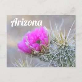 Postal Cactus Blooms Rosa, Arizona