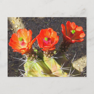 Postal Cactus Blossoms
