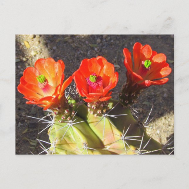 Postal Cactus Blossoms (Anverso)