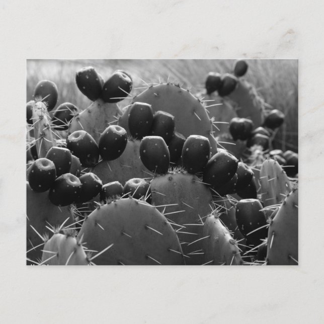 Postal Cactus caramelos (Anverso)