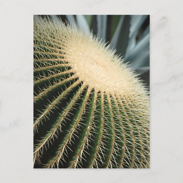 Postal Cactus Card (Anverso)