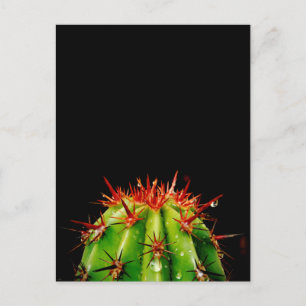 Postal Cactus Ceramic