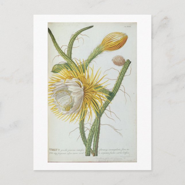 Postal Cactus: Cereus, de la "Plantae Selectae" 175 de Tr (Anverso)