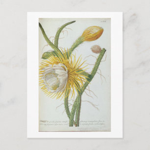 Postal Cactus: Cereus, de la "Plantae Selectae" 175 de Tr