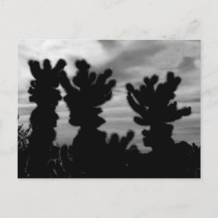 Postal Cactus Cholla Oso de Peluche