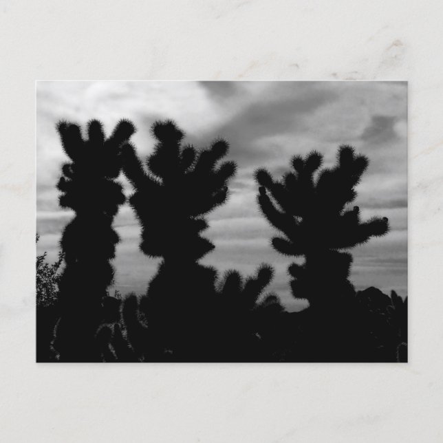 Postal Cactus Cholla Oso de Peluche (Anverso)