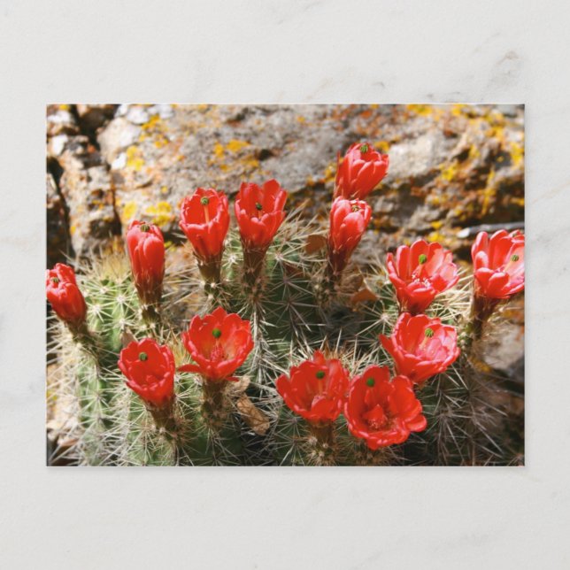 Postal Cactus con bellas flores rojas (Anverso)