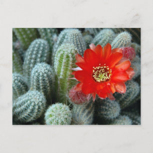 Postal Cactus con flor Naranja