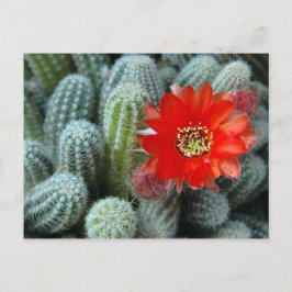 Postal Cactus con flor Naranja