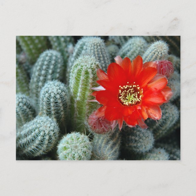 Postal Cactus con flor Naranja (Anverso)