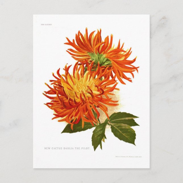 Postal Cactus Dahlia (Anverso)
